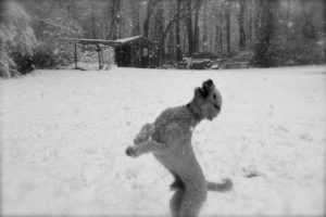 Asher snow
