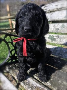 Black hot sale bear goldendoodles