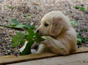 "The leaves taste so good!"