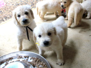 Pups at 6 weeks