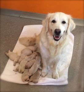 Rory and her 9 beauties!