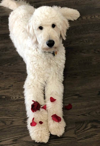 english teddy bear mini goldendoodle