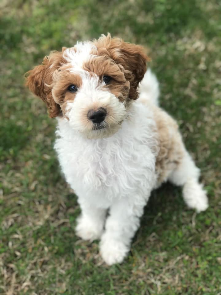 Zuko as a puppy